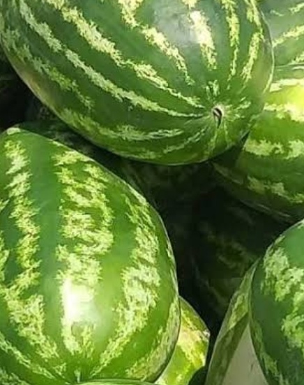 فروش هندوانه بیضی