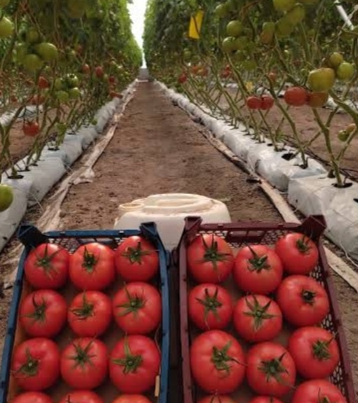 فروش گوجه فرنگی 4129