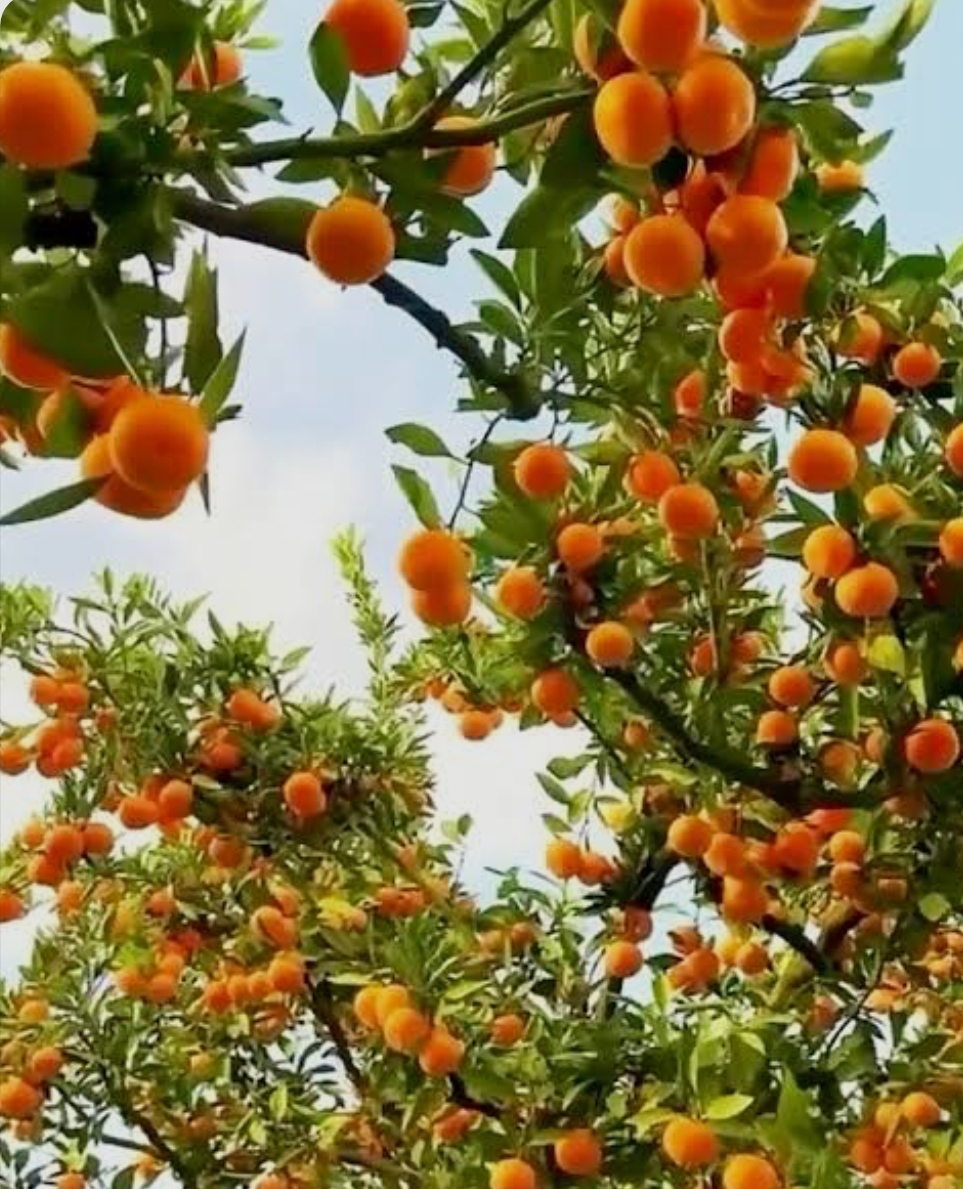 فروش نارنگی ژاپنی