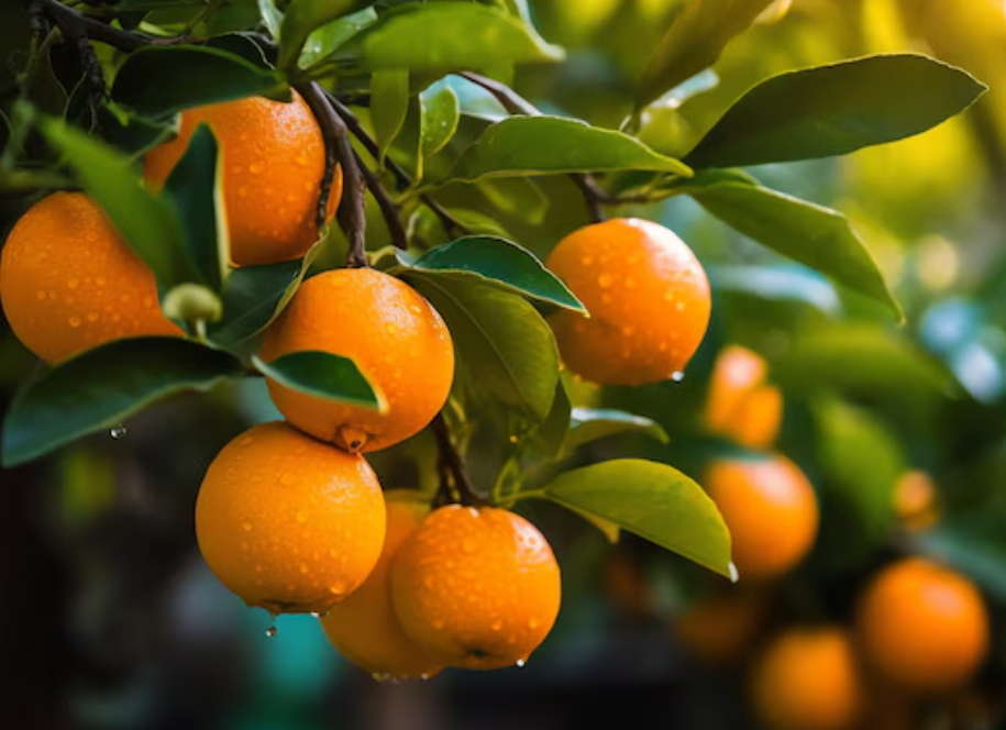 فروش پرتقال تامسون