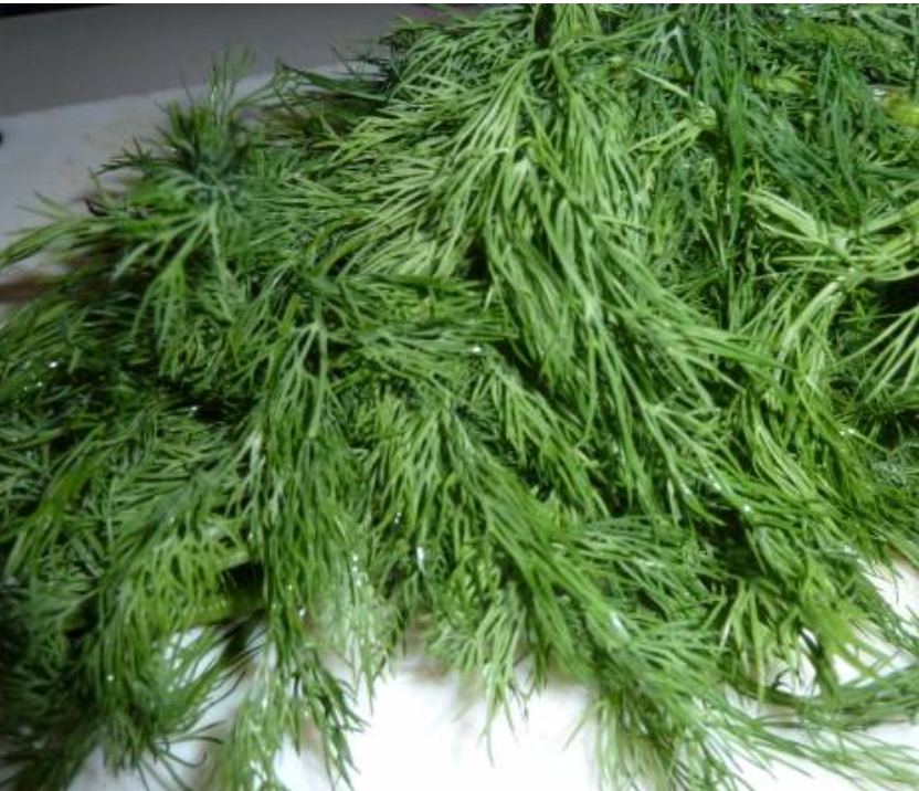 فروش شوید تازه