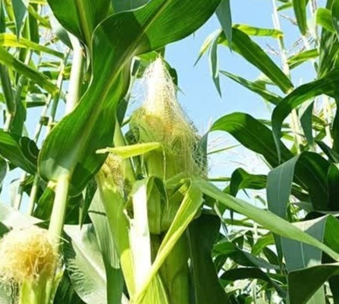 فروش ذرت علوفه ای