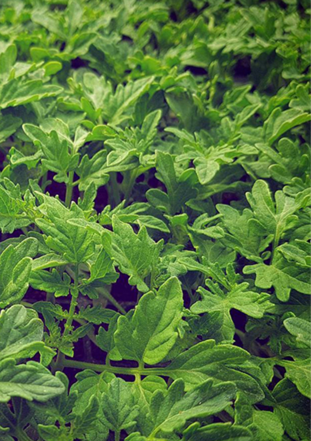 فروش نشا گوجه فرنگی