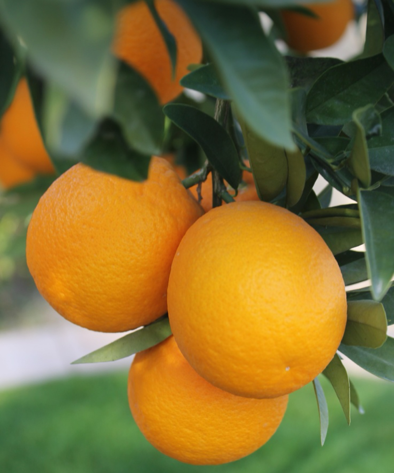 فروش پرتقال والنسیا