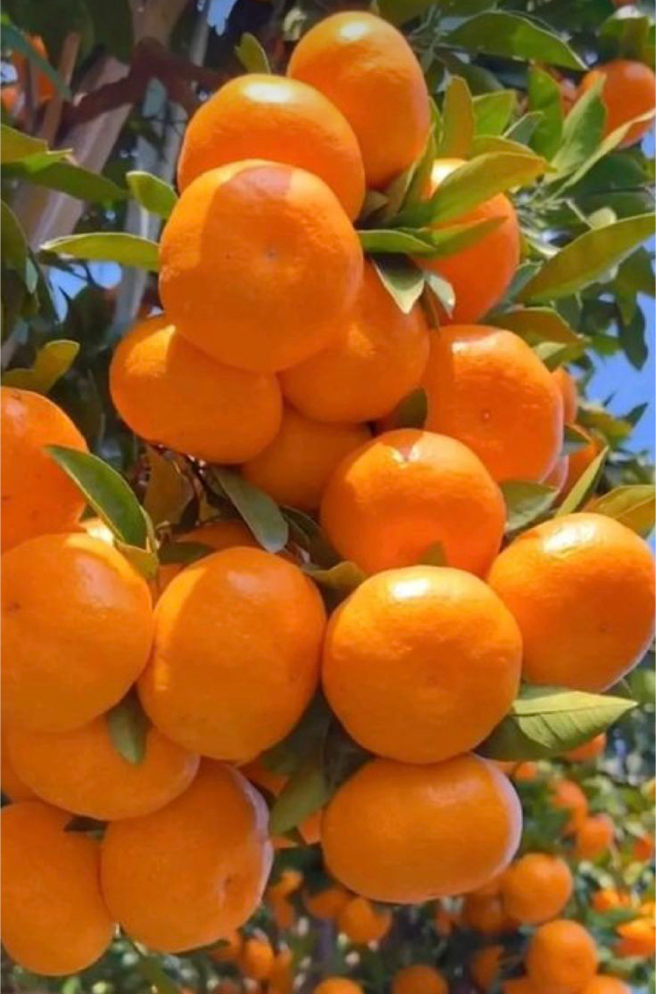 فروش نارنگی پیچ