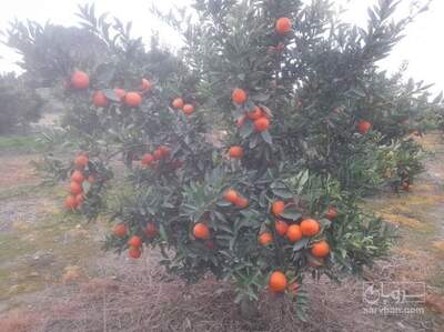 فروش نارنگی