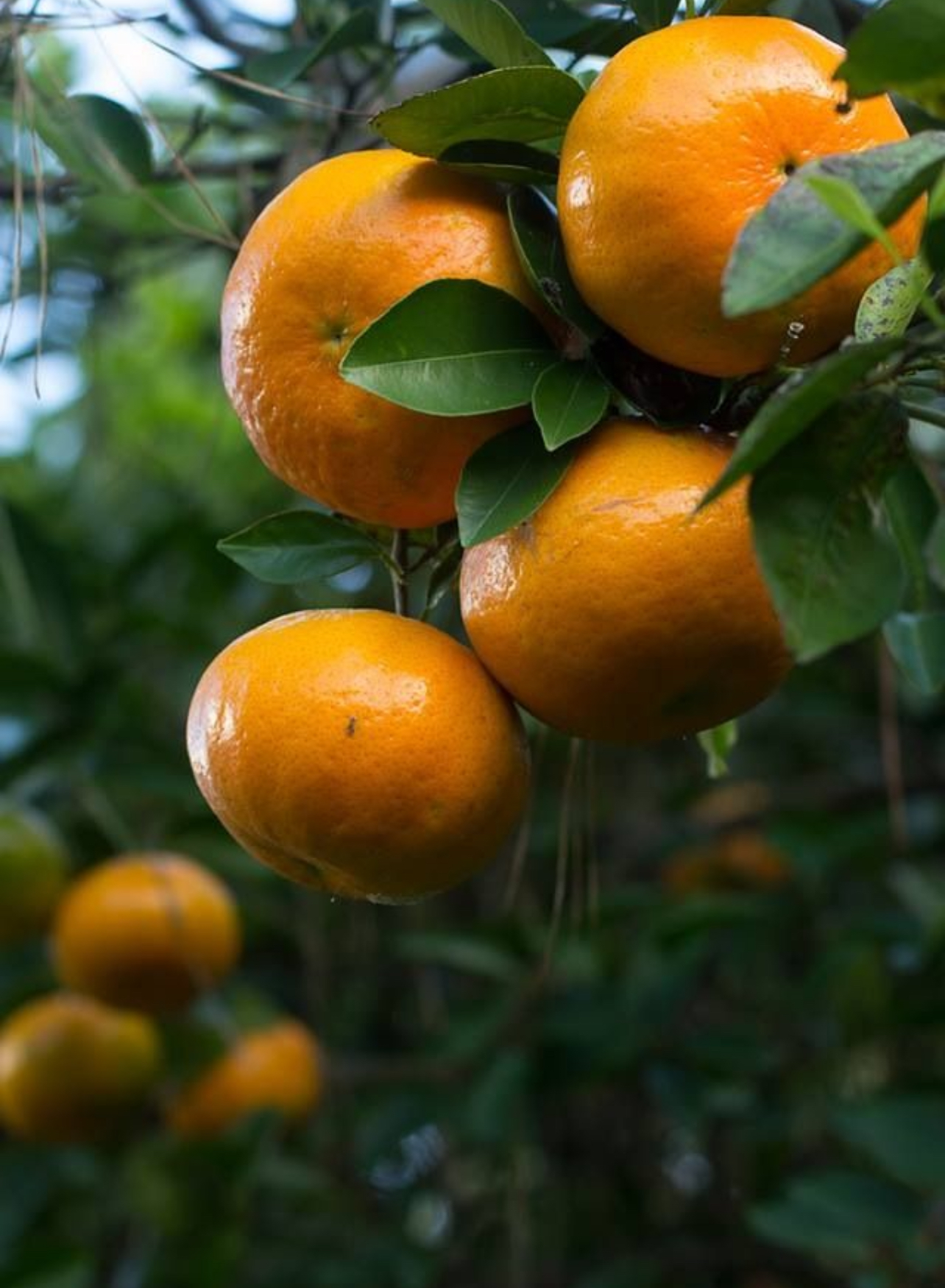 فروش نارنگی پیچ