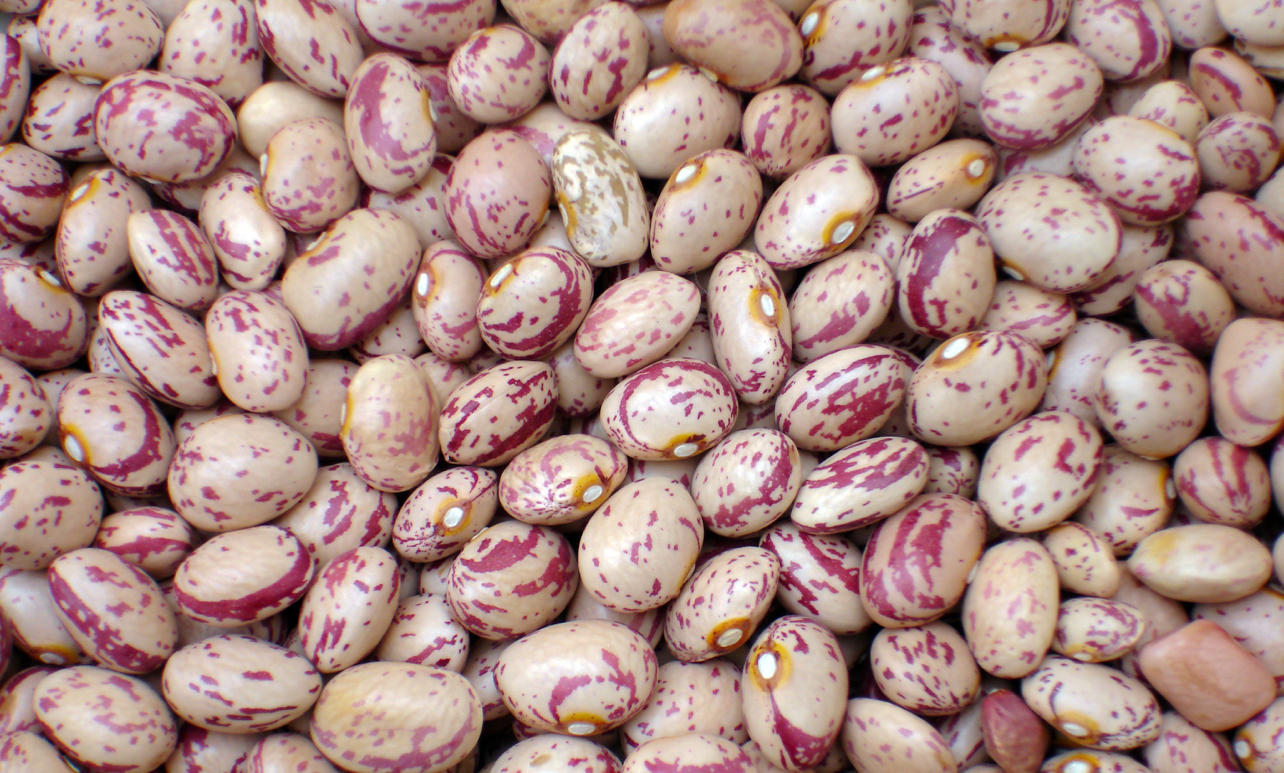 فروش لوبیا چیتی