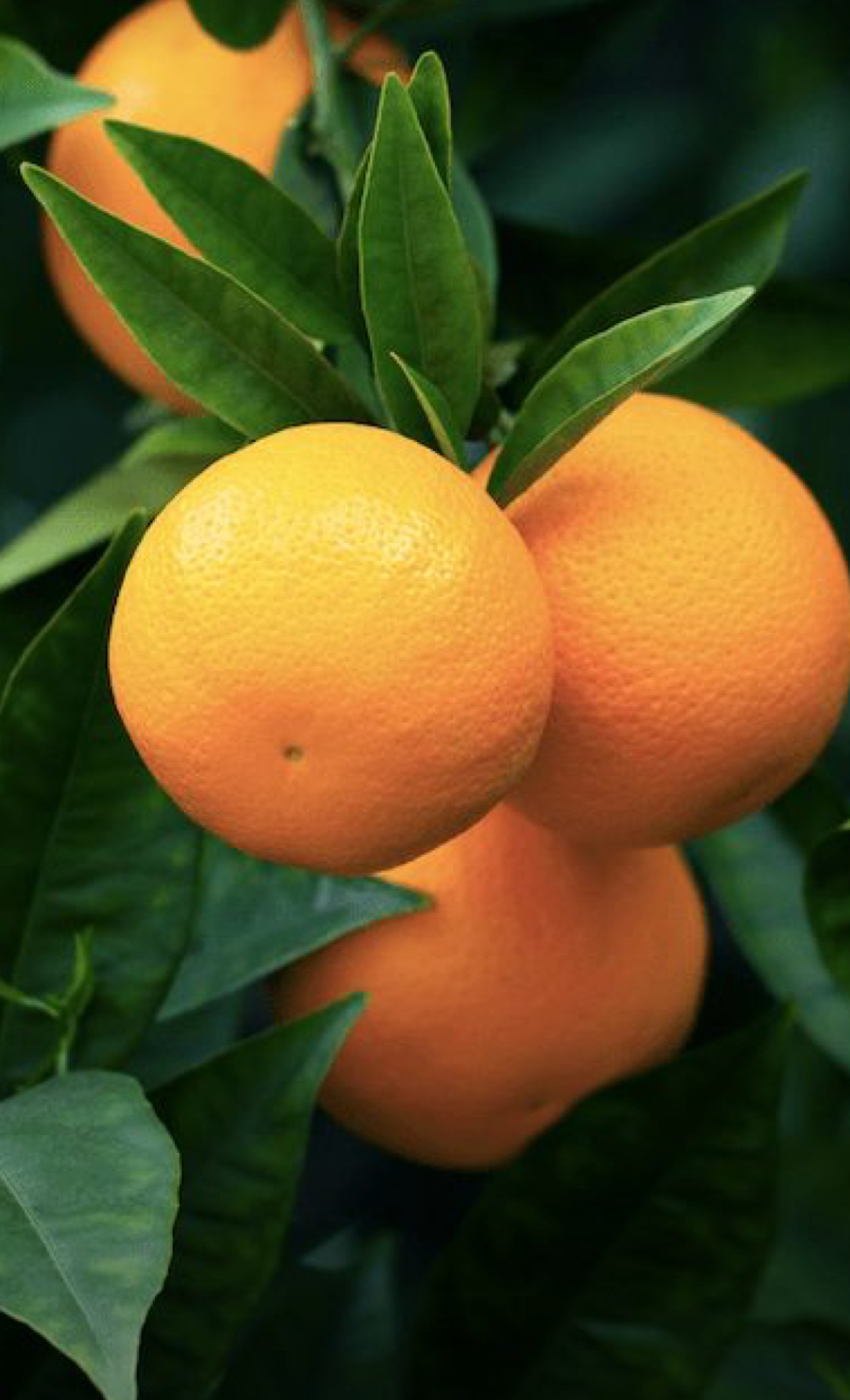 فروش پرتقال تامسون