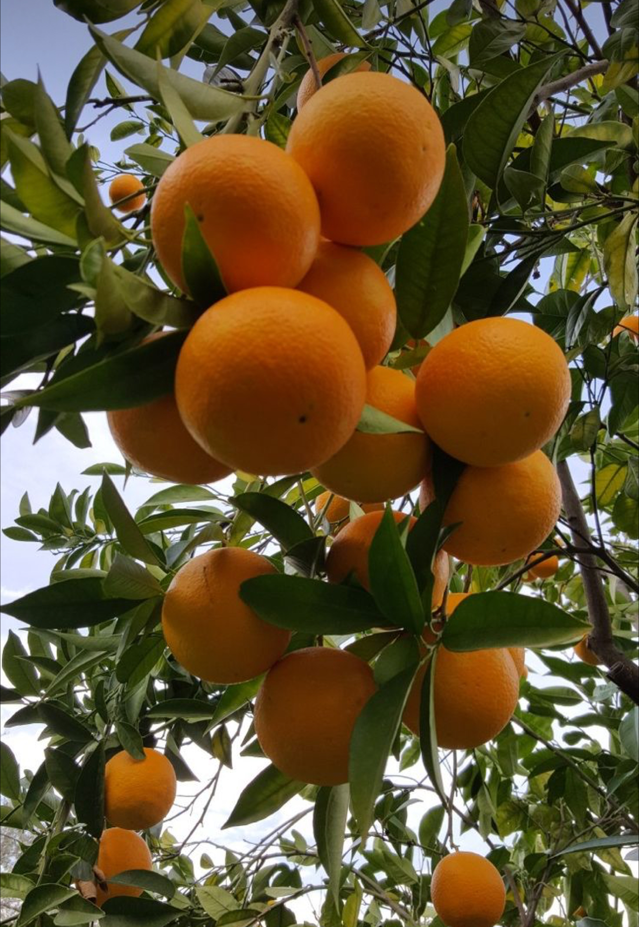 فروش پرتقال والنسیا