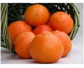 فروش پرتقال تامسون