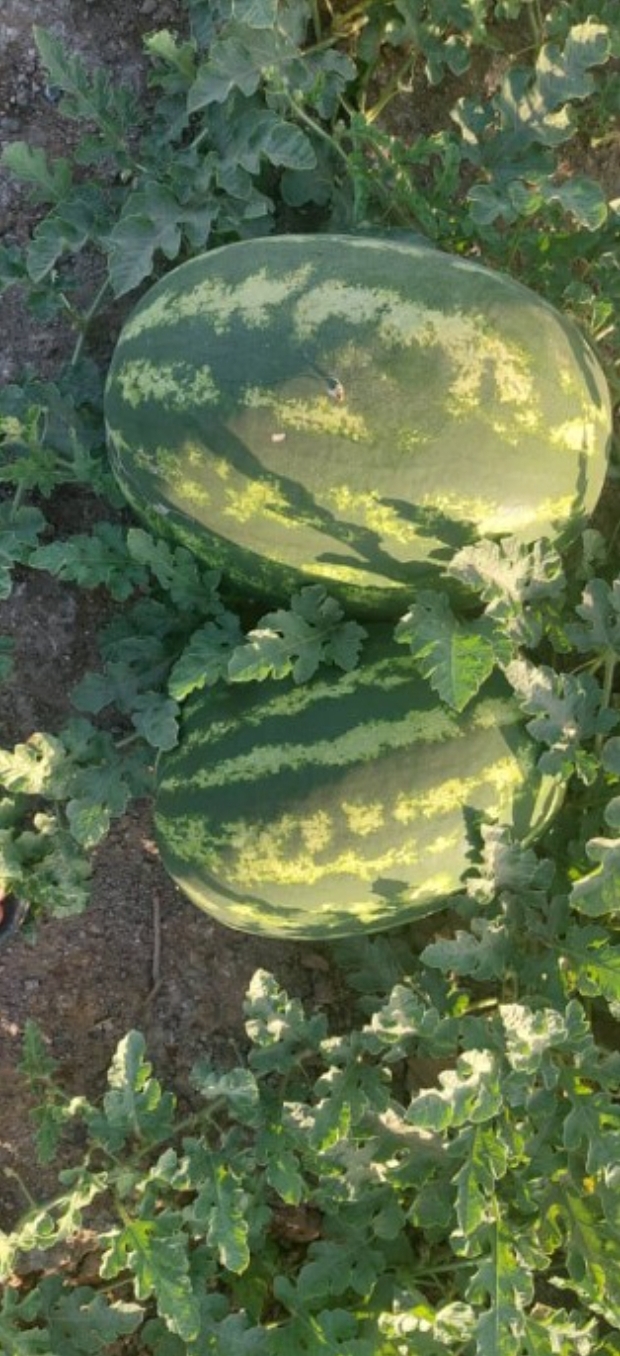 فروش هندوانه بیضی خطی