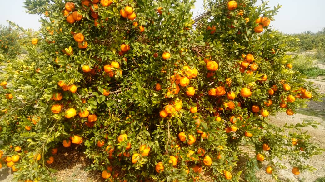 فروش پرتقال