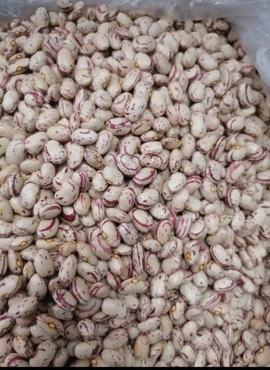 فروش لوبیا چیتی