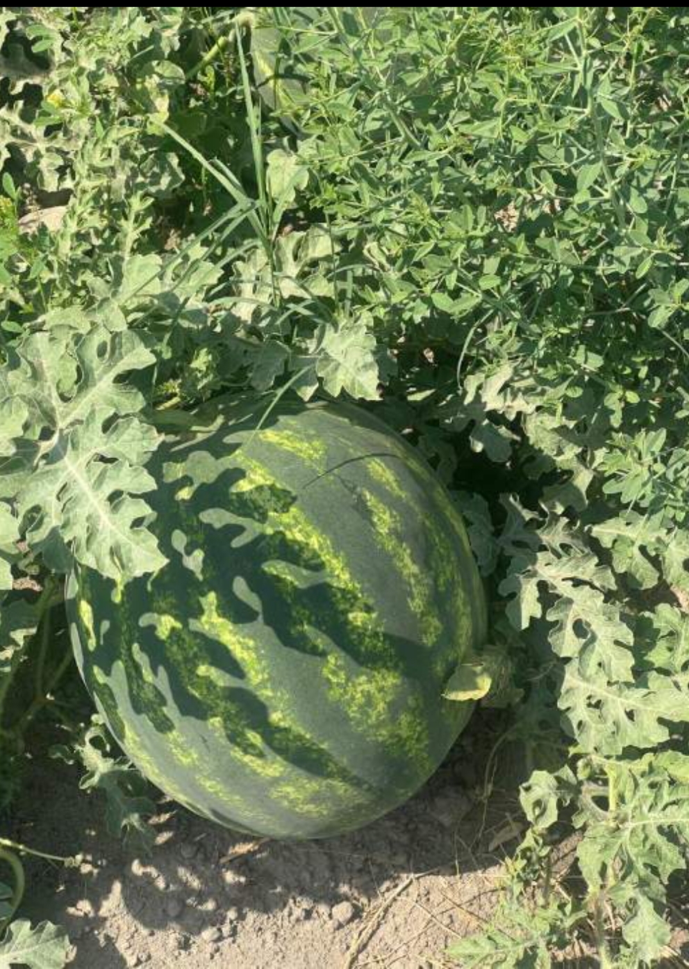 فروش هندوانه گرد خطی