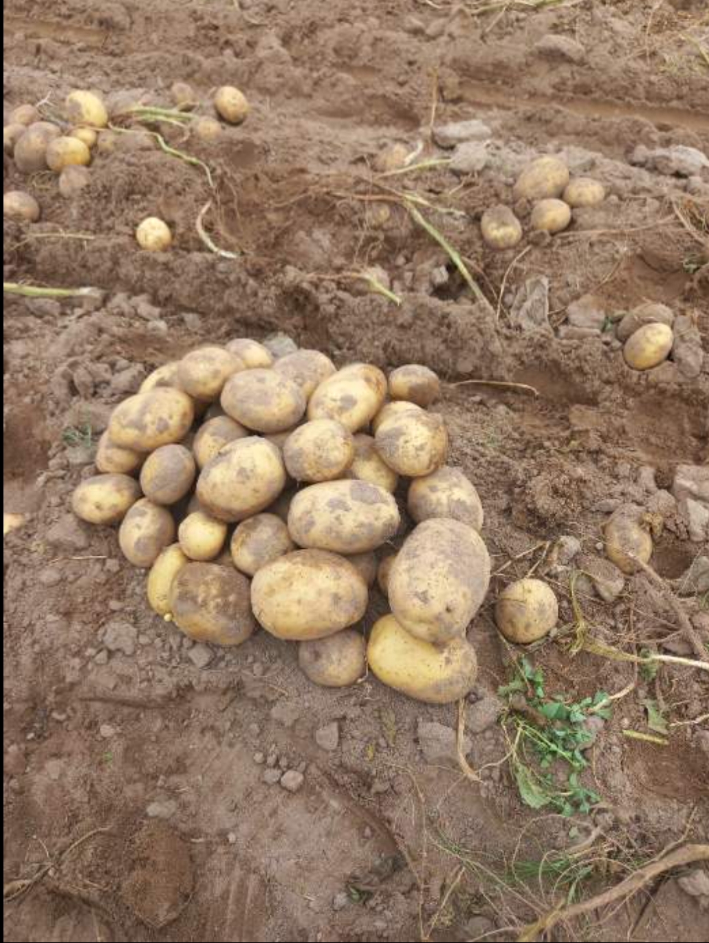 فروش سیب زمینی