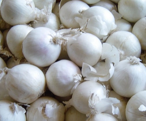 فروش پیاز سفید