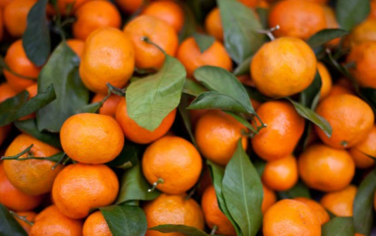 فروش نارنگی