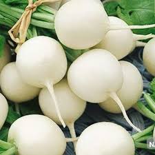 فروش ترب سفید