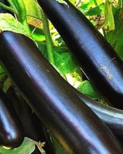 فروش بادمجان کنسروی