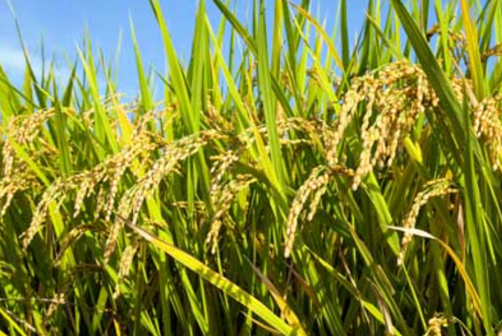 فروش شالی  برنج