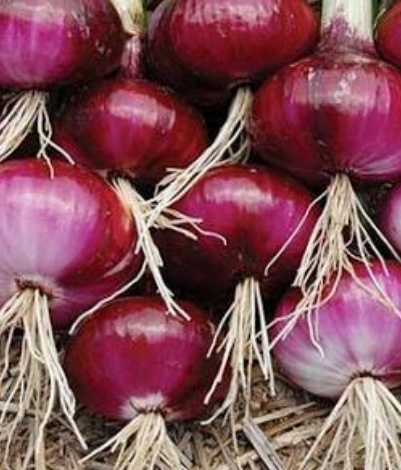 فروش پیاز قرمز