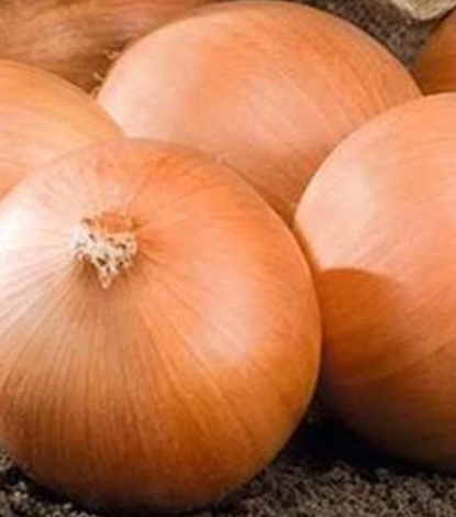 فروش پیاز زرد