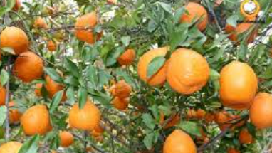 فروش نارنگی ژاپنی