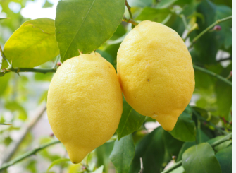 فروش لیمو ترش