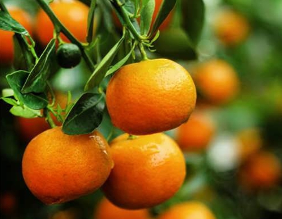 فروش نارنگی