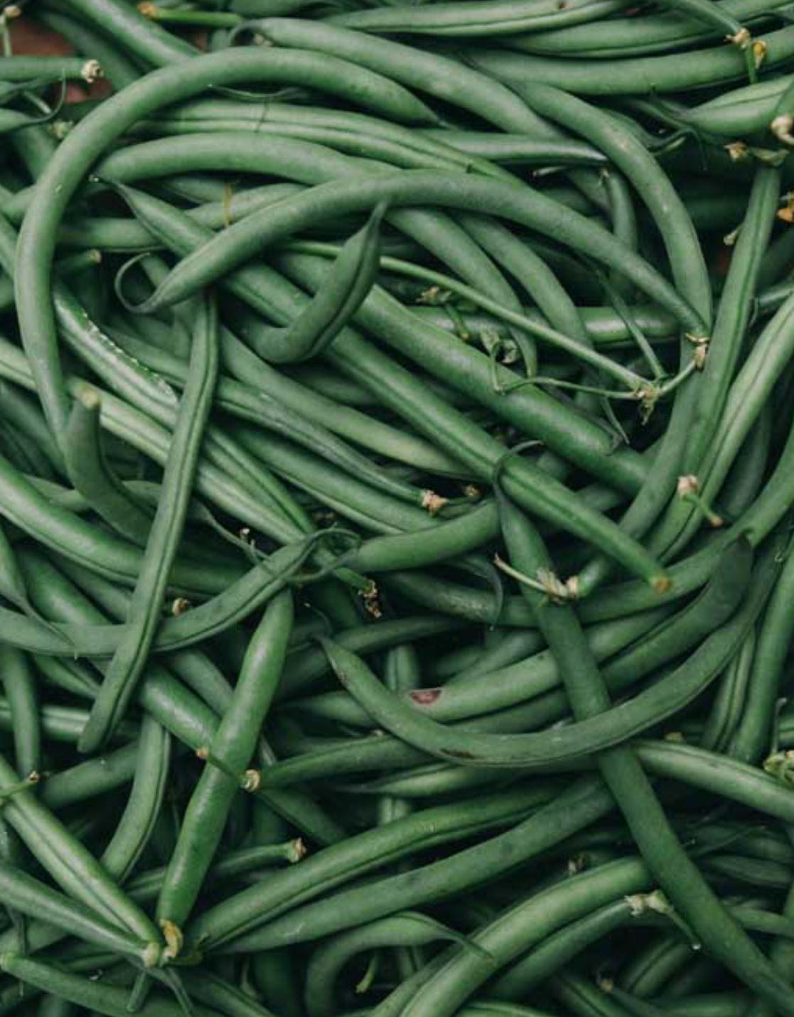 فروش لوبیا سبز