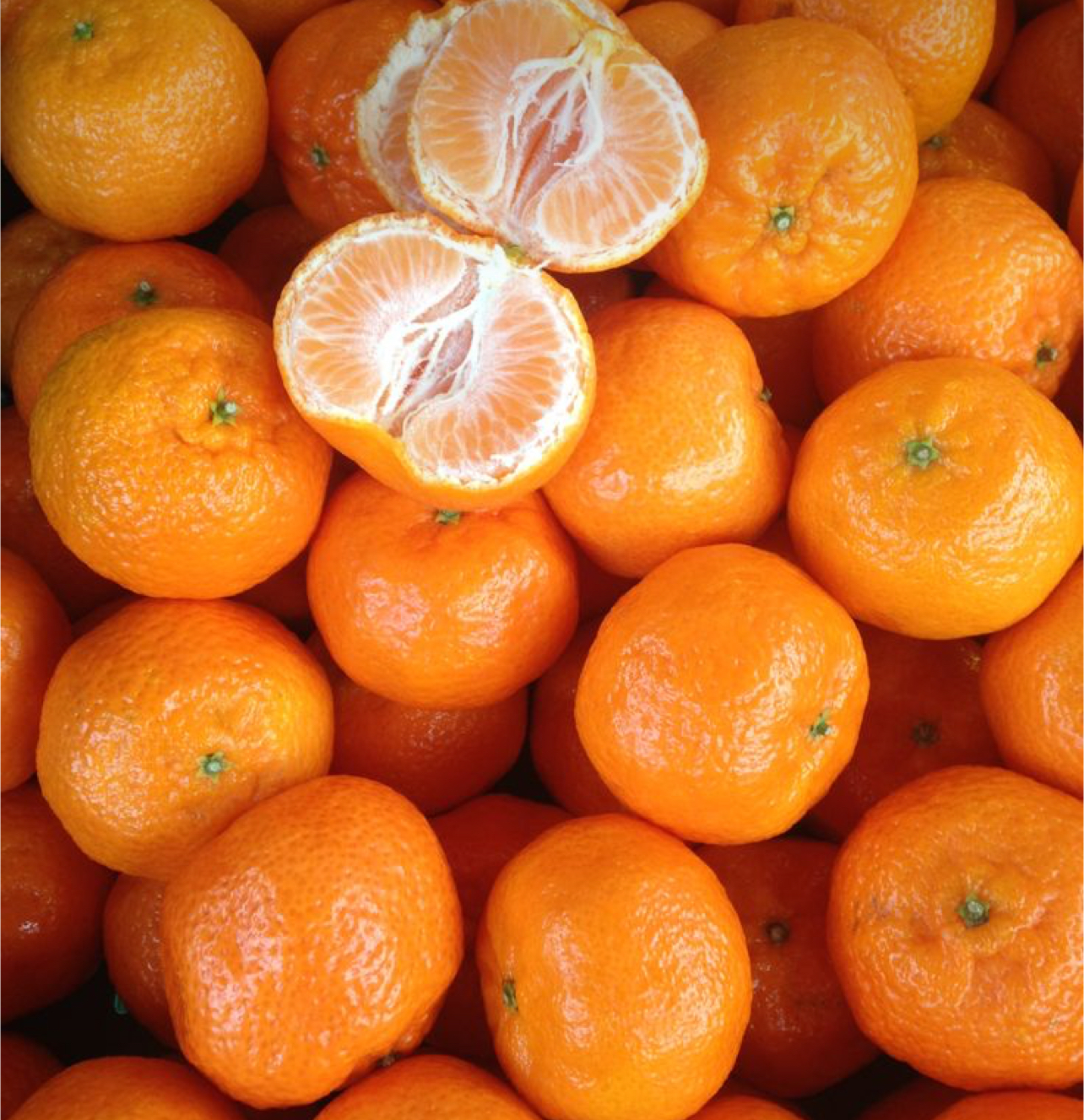 فروش نارنگی معمولی