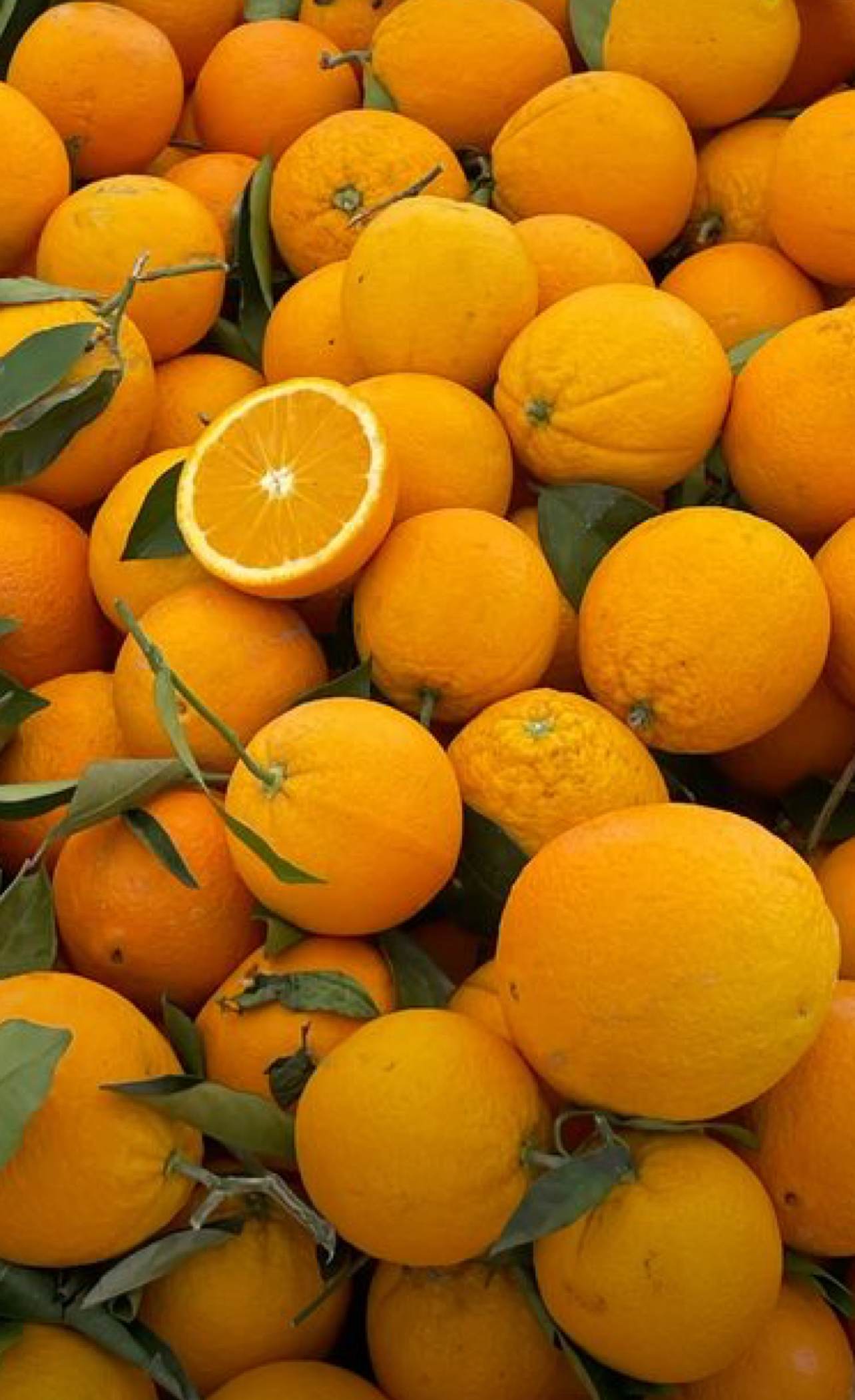 فروش پرتقال تامسون