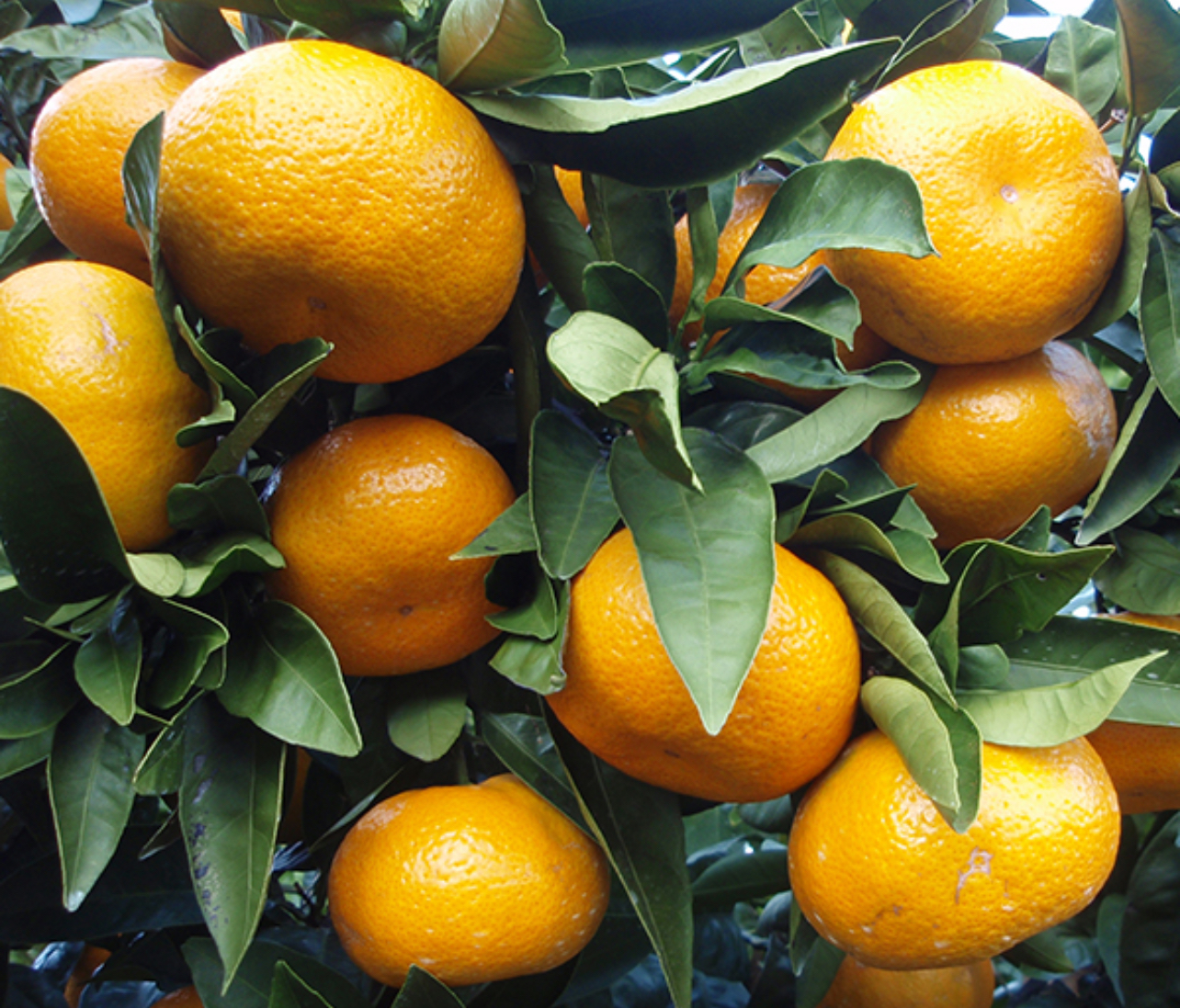 فروش نارنگی انشو