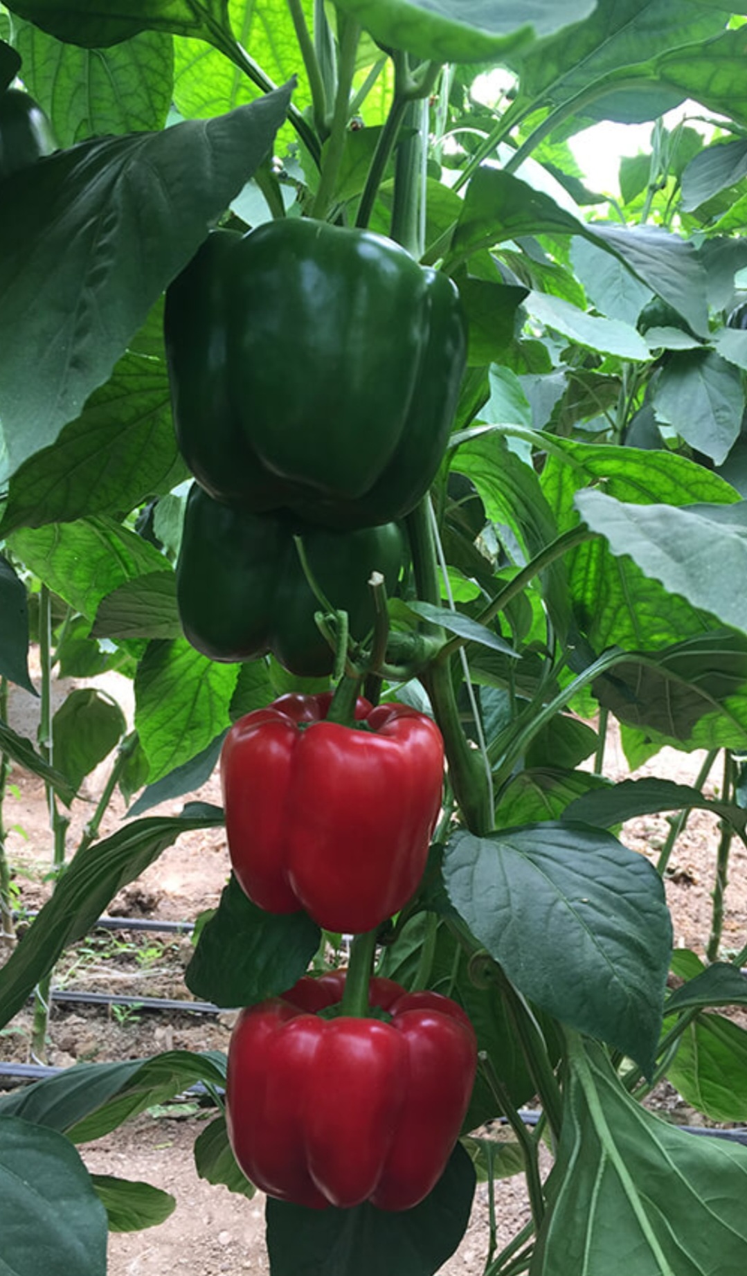 فروش فلفل دلمه ای رنگی