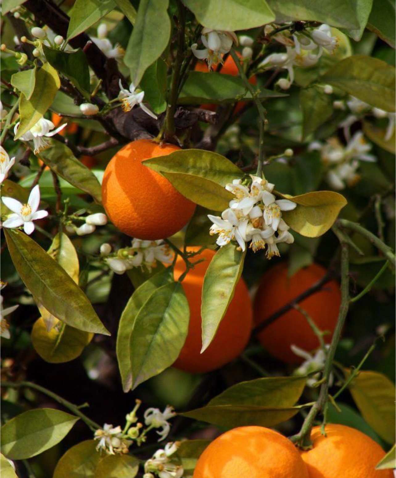 فروش پرتقال تامسون