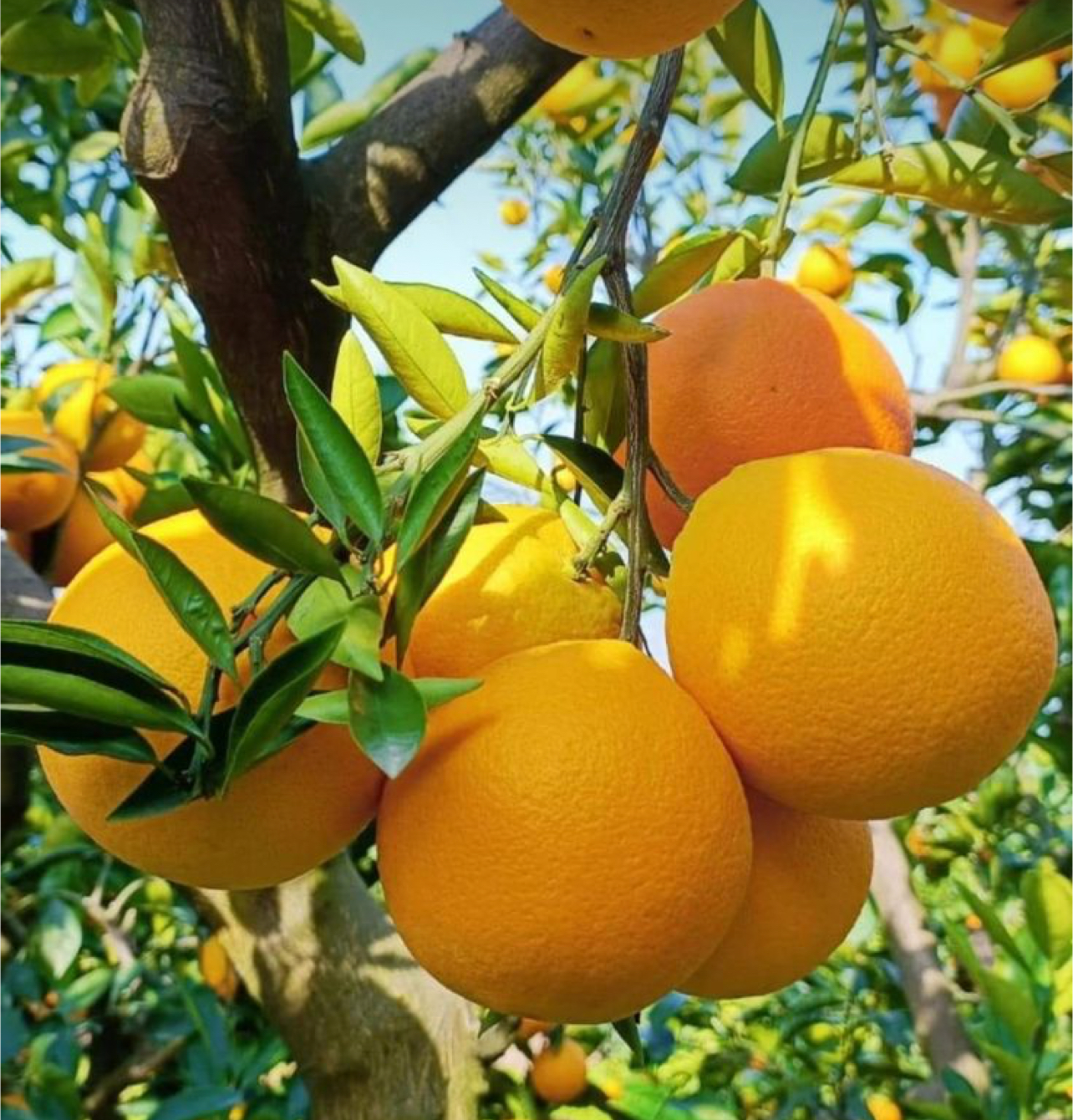 فروش پرتقال والنسیا