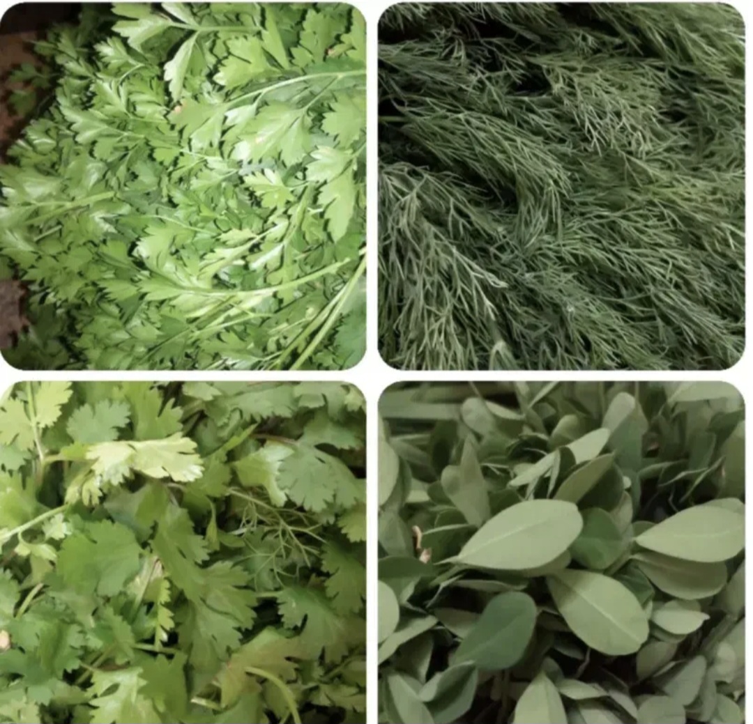 فروش جعفری تازه