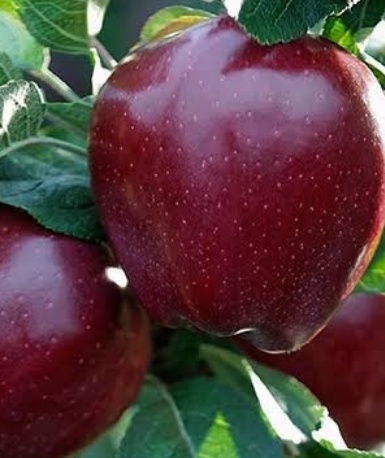 فروش سیب قرمز