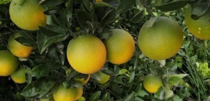 فروش پرتقال