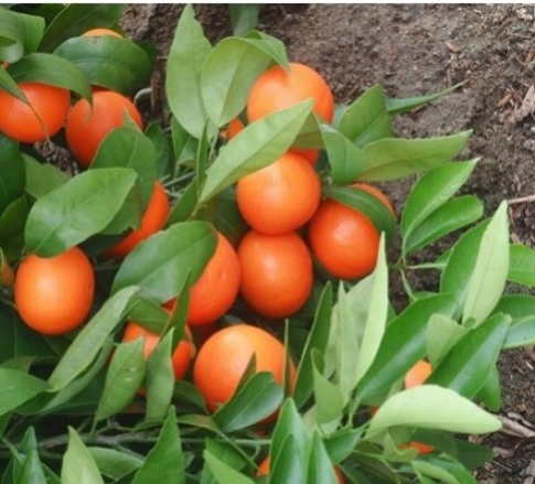 فروش نارنگی