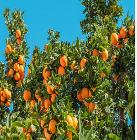 فروش پرتقال