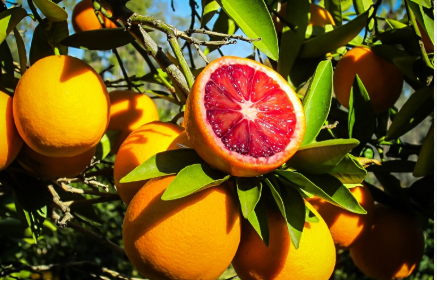 فروش پرتقال خونی