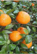 فروش نارنگی انشو