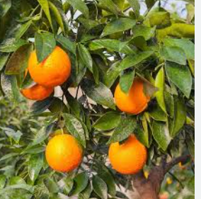 فروش پرتقال تامسون