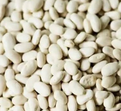 فروش لوبیا سفید