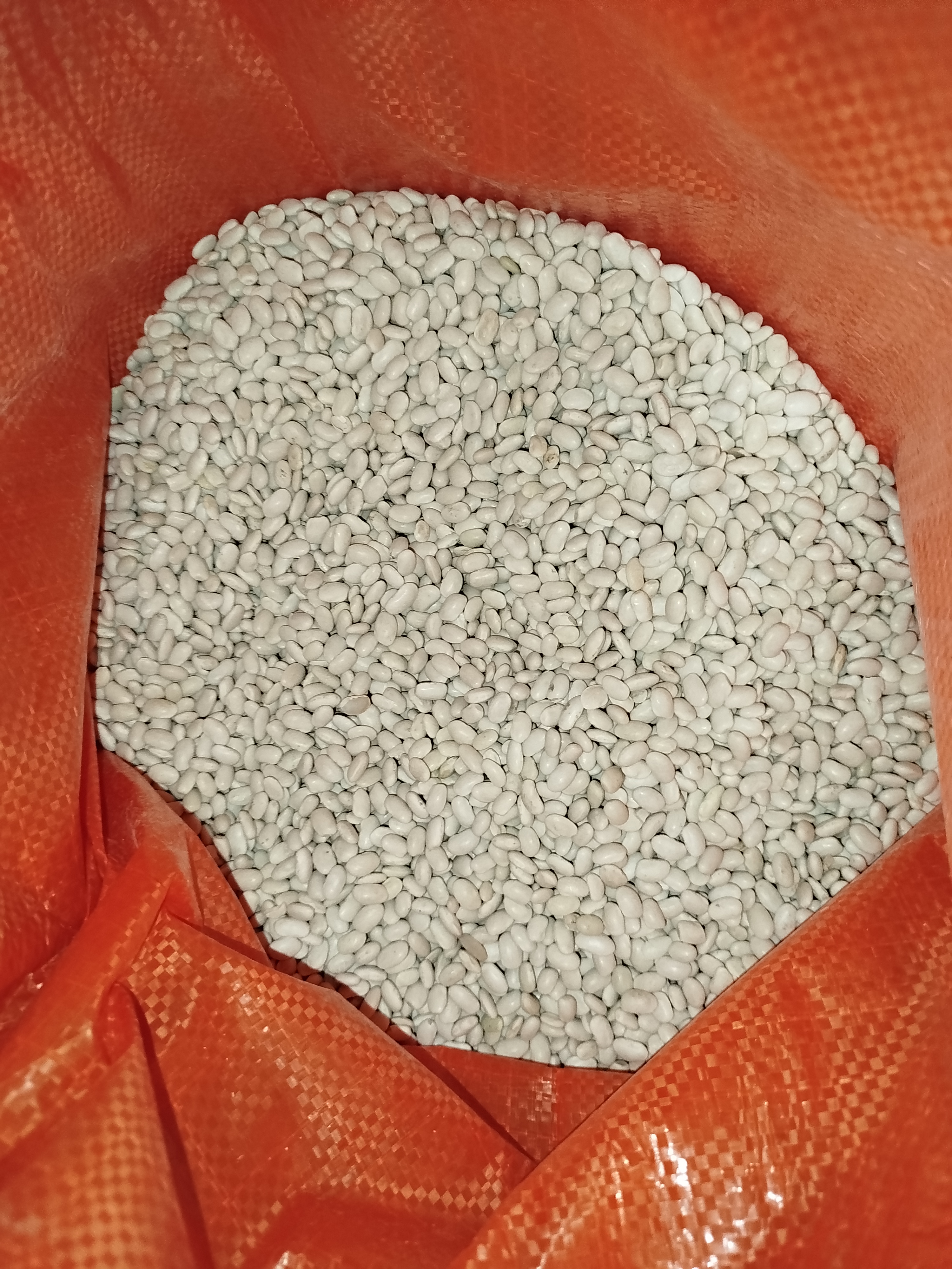 فروش لوبیا سفید