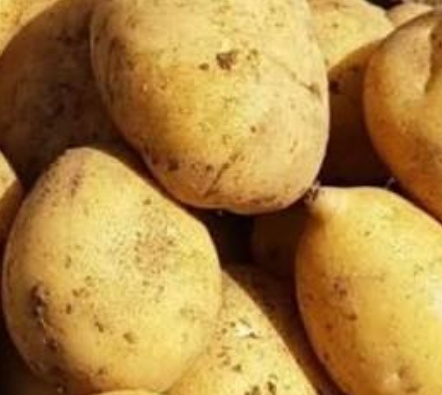 فروش سیب زمینی اگریا