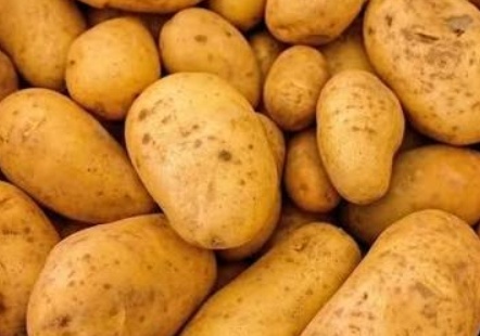 فروش سیب زمینی