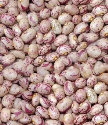 فروش لوبیا چیتی